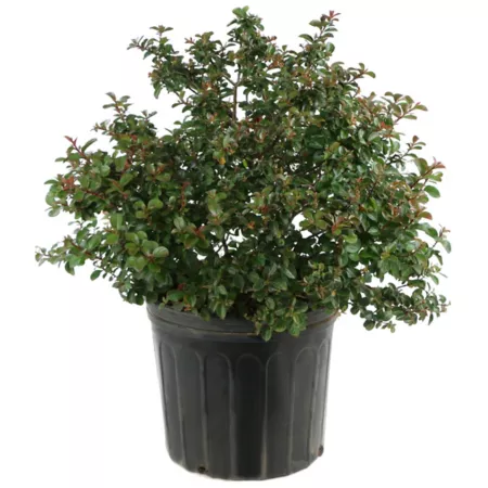 National Plant Network 2.25 gal Crape Myrtle Durable red shrub with red flowers Bushes