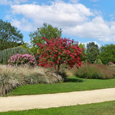 Image showing  2.25 gal. Potted Red Crape Myrtle Enduring Shrub Bush with Red Flowers
