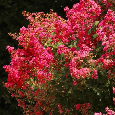 Image showing  2.25 gal. Potted Red Crape Myrtle Enduring Shrub Bush with Red Flowers