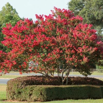 Image showing  2.25 gal. Potted Red Crape Myrtle Enduring Shrub Bush with Red Flowers