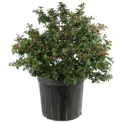 National Plant Network 2.25 gal. Crape Myrtle Enduring Lavender Shrub with Lavender Flowers