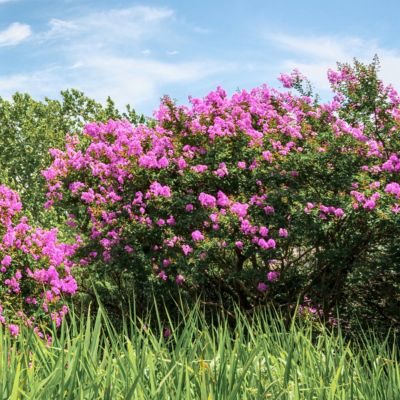 Image showing  2.25 gal. Crape Myrtle Enduring Lavender Shrub with Lavender Flowers