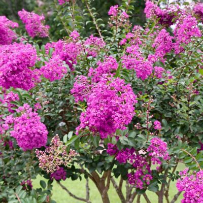 Image showing  2.25 gal. Crape Myrtle Enduring Lavender Shrub with Lavender Flowers