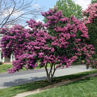 Image showing  2.25 gal. Crape Myrtle Enduring Lavender Shrub with Lavender Flowers