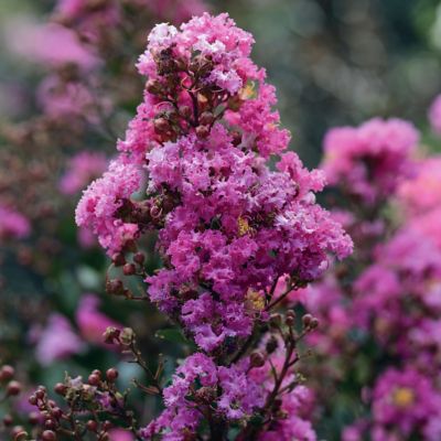 Image showing  2.25 gal. Crape Myrtle Enduring Lavender Shrub with Lavender Flowers