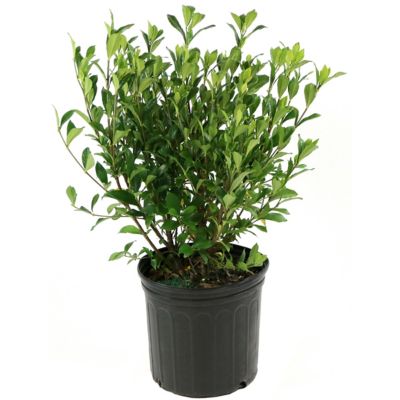 National Plant Network 2.25 gal. Gardenia Buttons Shrub with White Flowers