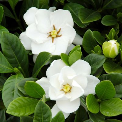 Image showing  2.25 gal. Gardenia Buttons Shrub with White Flowers