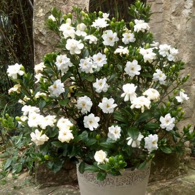 Image showing  2.25 gal. Gardenia Buttons Shrub with White Flowers
