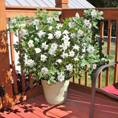 Image showing  2.25 gal. Gardenia Buttons Shrub with White Flowers