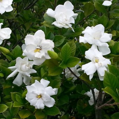 Image showing  2.25 gal. Gardenia Buttons Shrub with White Flowers