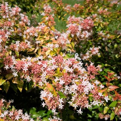 Image showing  2.25 gal. Abelia Peach Perfection Shrub with Pink Flowers