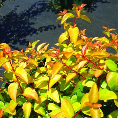 Image showing  2.25 gal. Abelia Peach Perfection Shrub with Pink Flowers