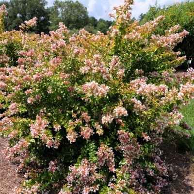 Image showing  2.25 gal. Abelia Peach Perfection Shrub with Pink Flowers