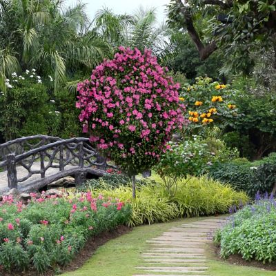 Image showing  2 gal. Hibiscus Raspberry Smoothie Tree with Pink Flowers