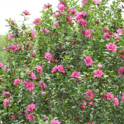 Image showing  2 gal. Hibiscus Raspberry Smoothie Tree with Pink Flowers