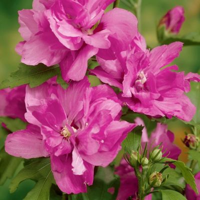 Image showing  2 gal. Hibiscus Raspberry Smoothie Tree with Pink Flowers