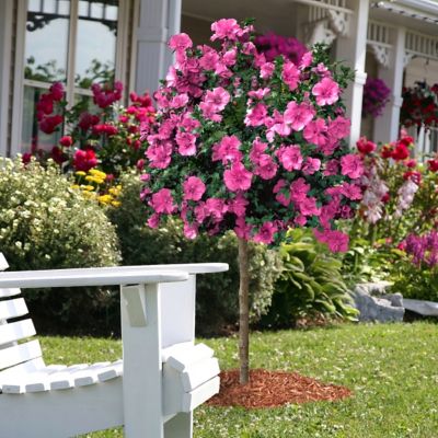 Image showing  2 gal. Hibiscus Raspberry Smoothie Tree with Pink Flowers