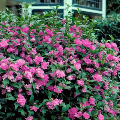 Image showing 5 th National Plant Network 2 gal. Hibiscus Raspberry Smoothie Tree with Pink Flowers