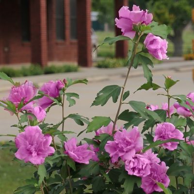 Image showing 6 th National Plant Network 2 gal. Hibiscus Raspberry Smoothie Tree with Pink Flowers