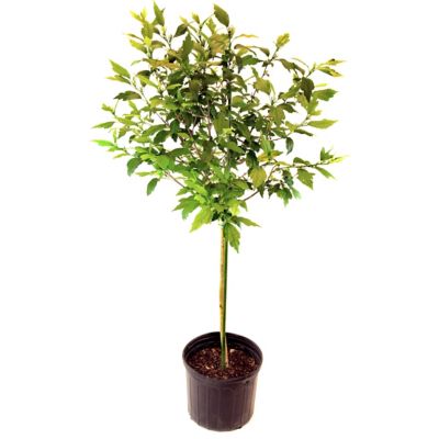 Image showing 7 th National Plant Network 2 gal. Hibiscus Raspberry Smoothie Tree with Pink Flowers