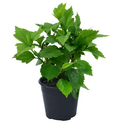 National Plant Network 1 gal. Hibiscus Tahiti Shrub with Pink and Purple Flowers