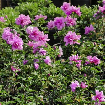 Image showing  1 gal. Potted Pink/Purple Hibiscus Tahiti Shrub Bush with Flowers
