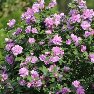 Image showing  1 gal. Potted Pink/Purple Hibiscus Tahiti Shrub Bush with Flowers