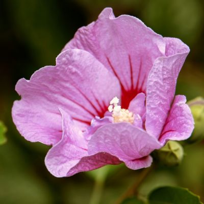 Image showing  1 gal. Potted Pink/Purple Hibiscus Tahiti Shrub Bush with Flowers