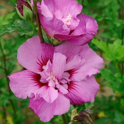 Image showing  1 gal. Potted Pink/Purple Hibiscus Tahiti Shrub Bush with Flowers