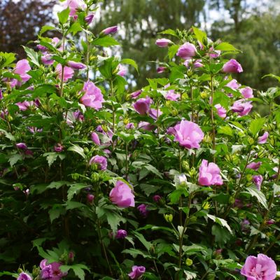Image showing 5 th National Plant Network 1 gal. Potted Pink/Purple Hibiscus Tahiti Shrub Bush with Flowers
