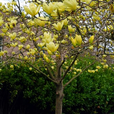 National Plant Network 2 gal. Yellow Magnolia Bird Tree with Flowers