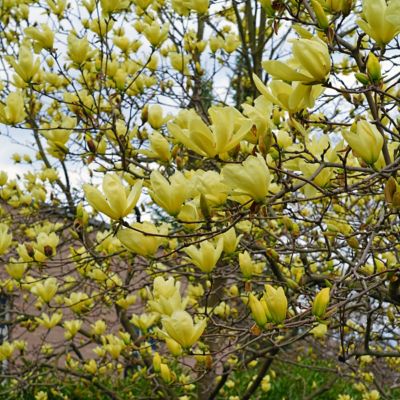 Image showing  2 gal. Yellow Magnolia Bird Tree with Flowers
