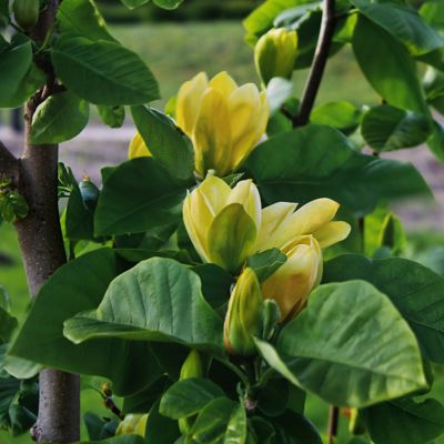 Image showing  2 gal. Yellow Magnolia Bird Tree with Flowers