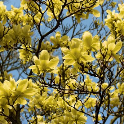 Image showing  2 gal. Yellow Magnolia Bird Tree with Flowers