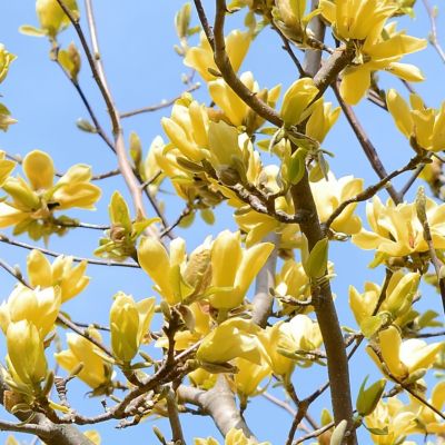 Image showing  2 gal. Yellow Magnolia Bird Tree with Flowers