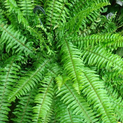Image showing  10 in. Boston Fern House Plant in Hanging Basket