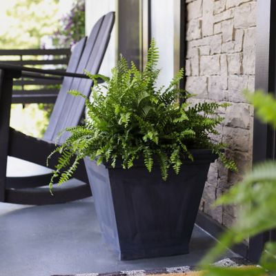 Image showing  10 in. Boston Fern House Plant in Hanging Basket