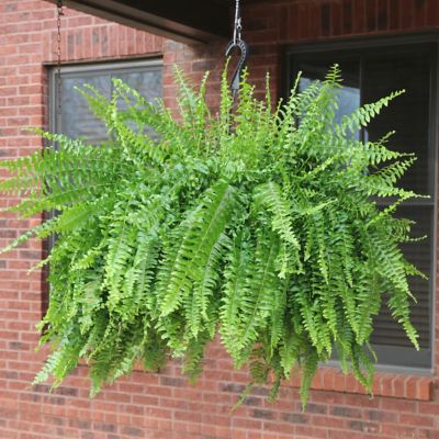 Image showing  10 in. Boston Fern House Plant in Hanging Basket
