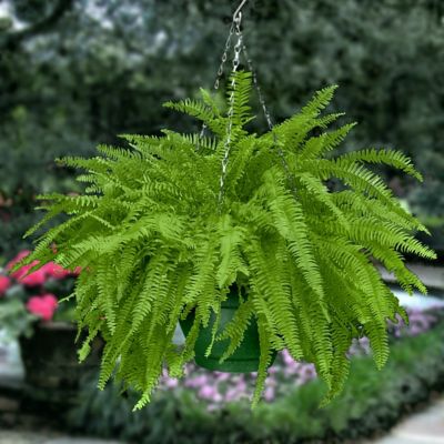 Image showing  10 in. Boston Fern House Plant in Hanging Basket