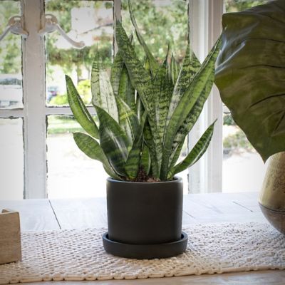 National Plant Network 4 in. Snake Plant Zeylanica (3-Pack)