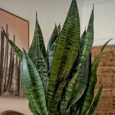 Image showing  4 in. Snake Plant Zeylanica (3-Pack)