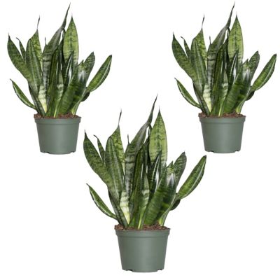 Image showing  4 in. Snake Plant Zeylanica (3-Pack)