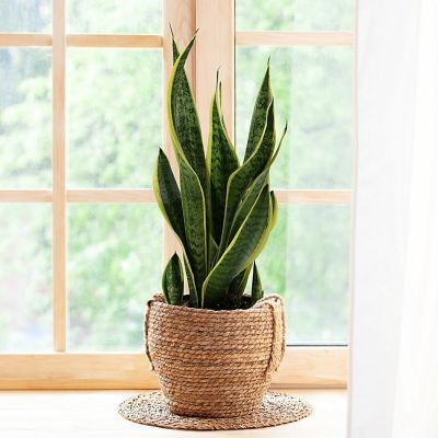 National Plant Network 4 in. Snake Plant Laurentii (3-Pack)