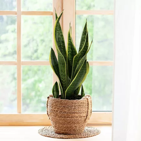 National Plant Network 4" Laurentii Snake Plant (3-Pack) Succulents & House Plants