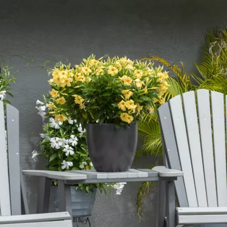 National Plant Network 1 gal Mandevilla Sun Parasol Sunbeam Annual plant with yellow flowers Perennials