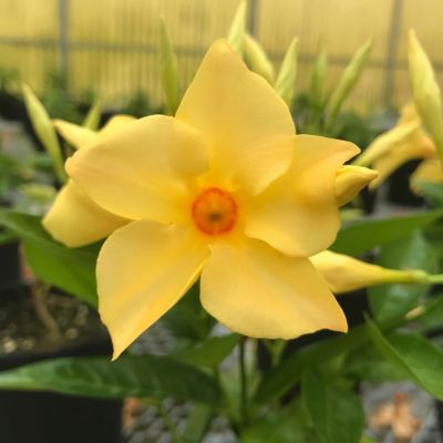 Image showing  1 gal. Potted Yellow Mandevilla Sun Parasol Sunbeam Annual Plant with Flowers