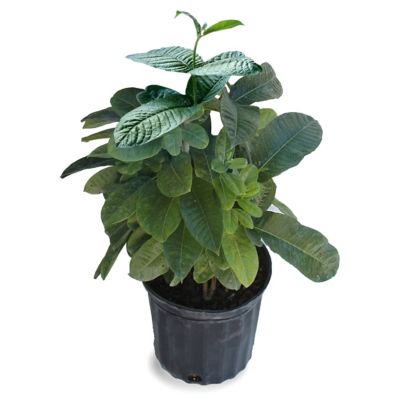 Image showing  1 gal. Potted Yellow Mandevilla Sun Parasol Sunbeam Annual Plant with Flowers