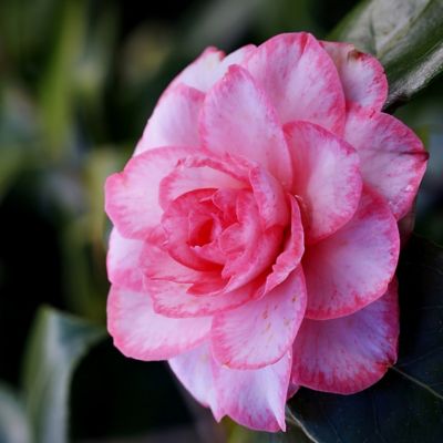 National Plant Network 3 gal. Camellia Leslie Ann Shrub with White and Pink Flowers