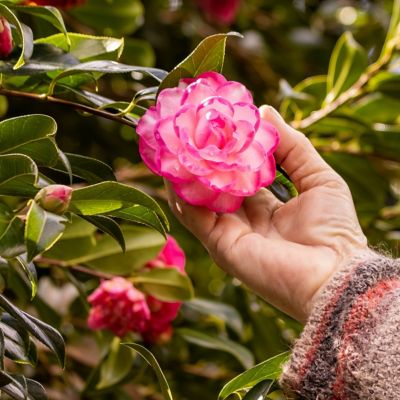 Image showing  3 gal. Potted White/Pink Camellia Leslie Ann Shrub Bush with Flowers