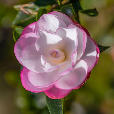 Image showing  3 gal. Potted White/Pink Camellia Leslie Ann Shrub Bush with Flowers